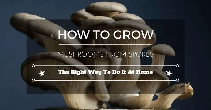 how to grow mushrooms from spores