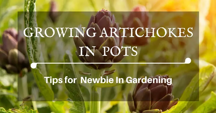 growing artichokes in pots