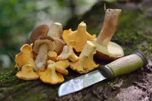 how to grow chanterelle mushrooms 005