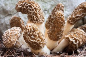 how to grow morel mushrooms 001