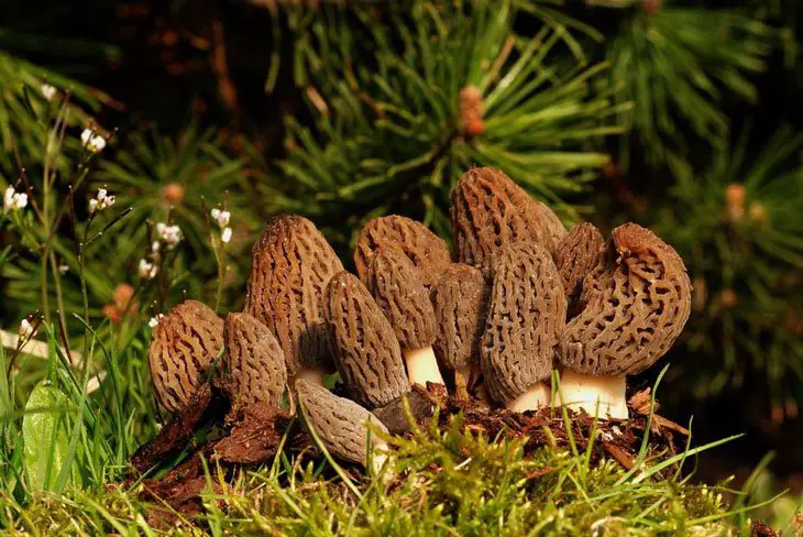 how to grow morel mushrooms 005