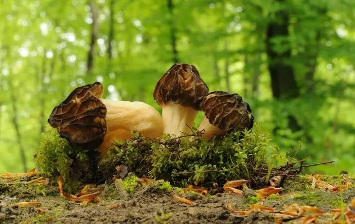 how to grow morel mushrooms 008