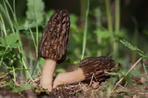 how to grow morel mushrooms 010