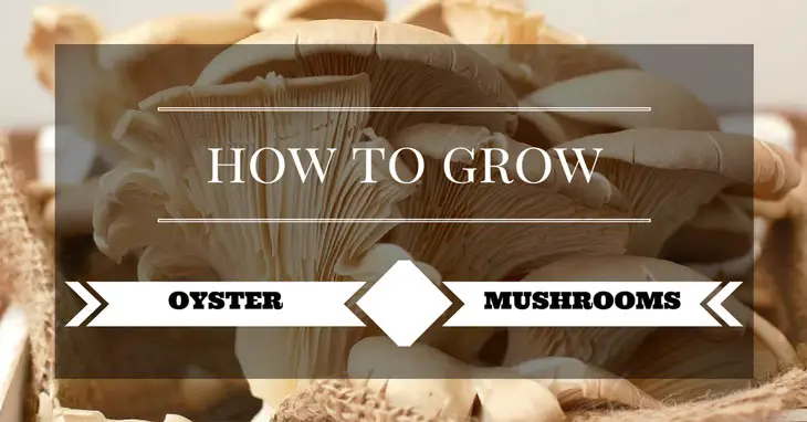 how to grow oyster mushrooms