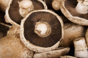 how to grow portobello mushrooms 001