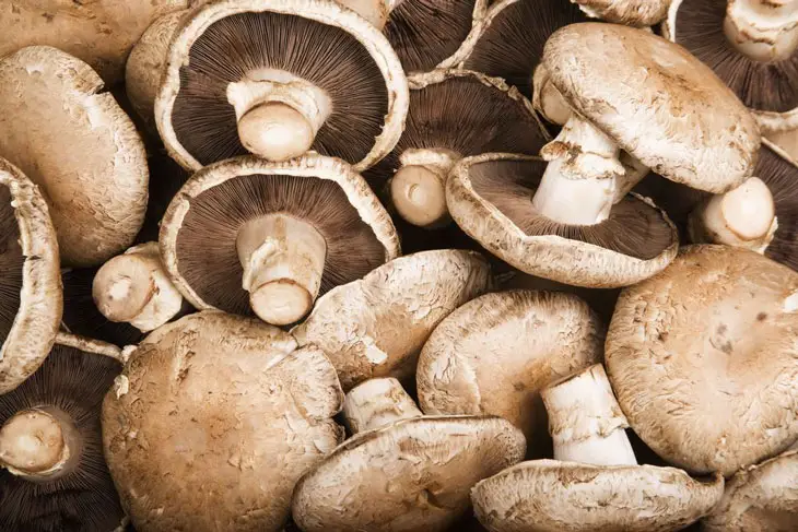 How to Grow Portobello Mushrooms 002