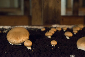 how to grow portobello mushrooms 011