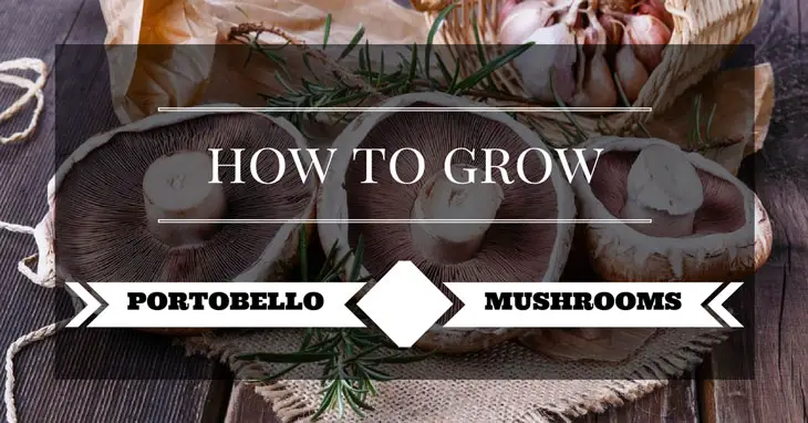 how to grow portobello mushrooms 00