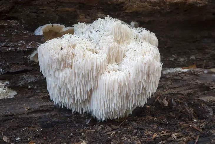 edible mushrooms that grow on trees Bearded Tooth