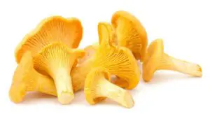 edible mushrooms that grow on trees Chanterelle Mushrooms
