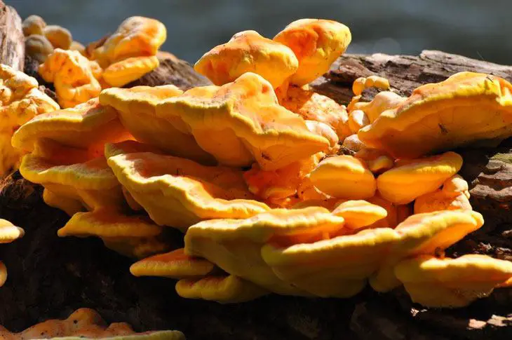 mushrooms that grow on trees edible