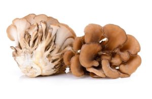 edible mushrooms that grow on trees Hen of the Woods