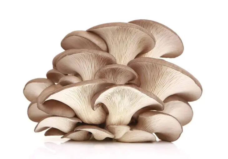 edible mushrooms that grow on trees oyster mushroom