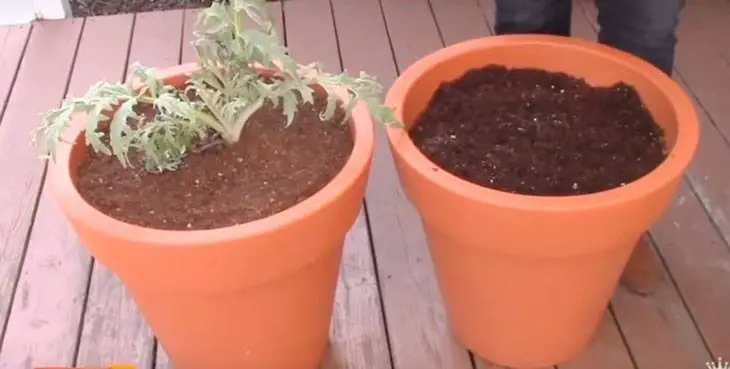 growing artichokes in post fill soil in pot