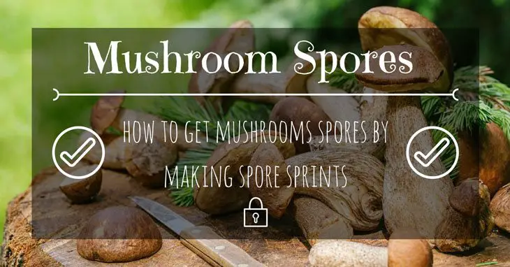 how to get mushroom spores