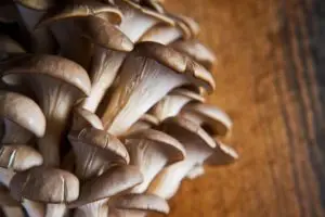 how to grow oyster mushrooms 001