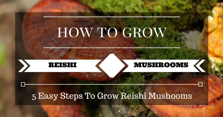 growing reishi mushrooms