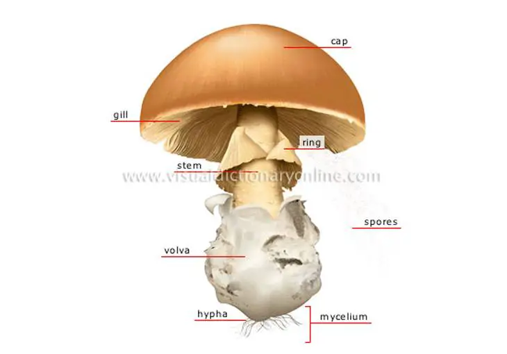 mushroom life cycle 002
