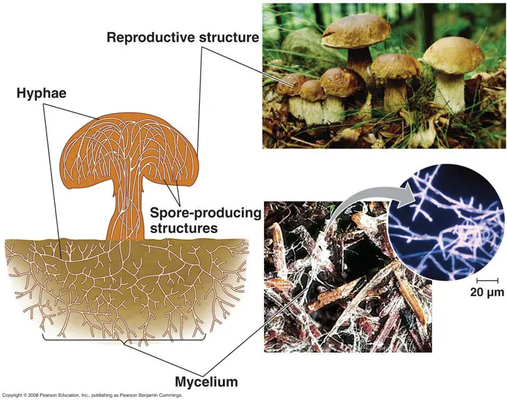 mushroom life cycle 004