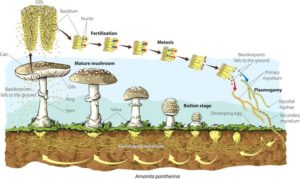 mushroom life cycle 008