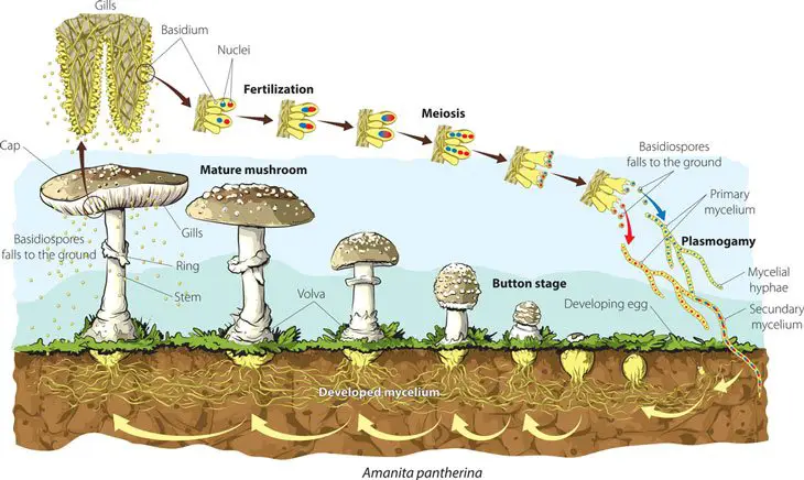 Life Cycle Of A Mushroom