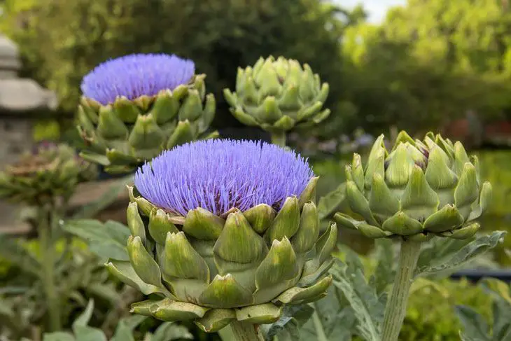 how to grow artichokes from seed