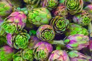 how to grow artichokes from seed 005