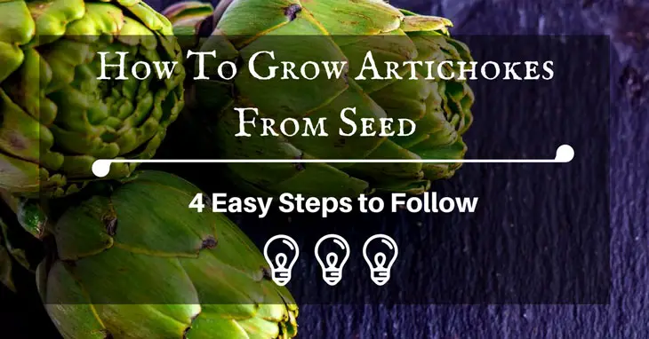 how to grow artichokes from seed