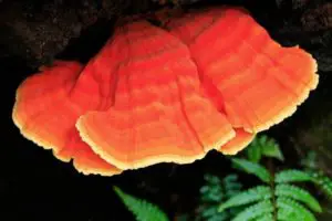 growing reishi mushrooms 001