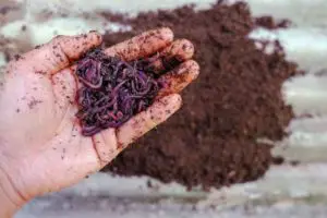 what is vermicomposting 001