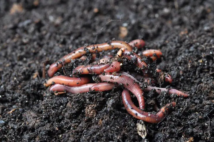 what is vermicomposting 002