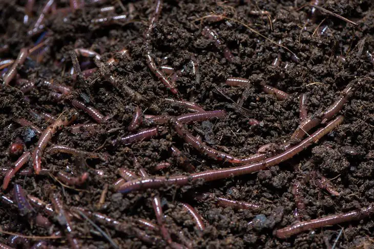 what is vermicomposting 003