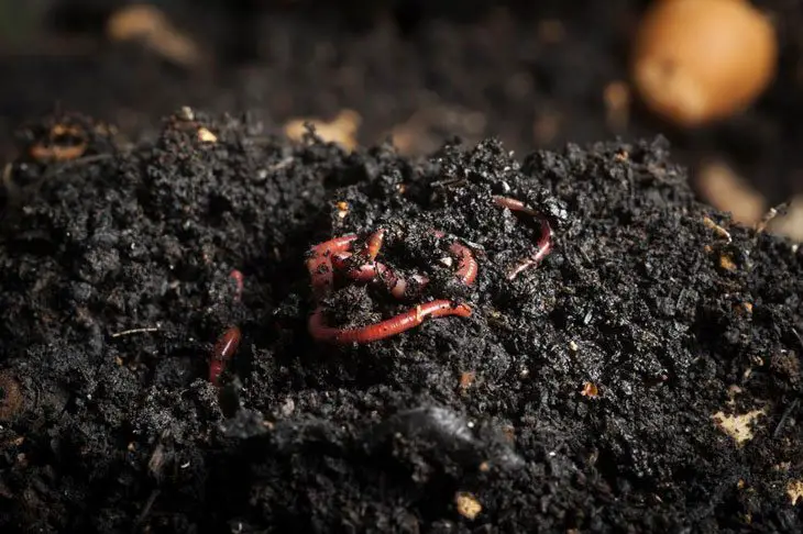 what is vermicomposting 005