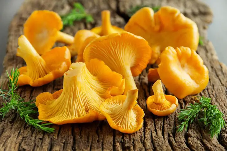how to store chanterelles 001