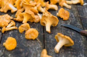 how to store chanterelles 002