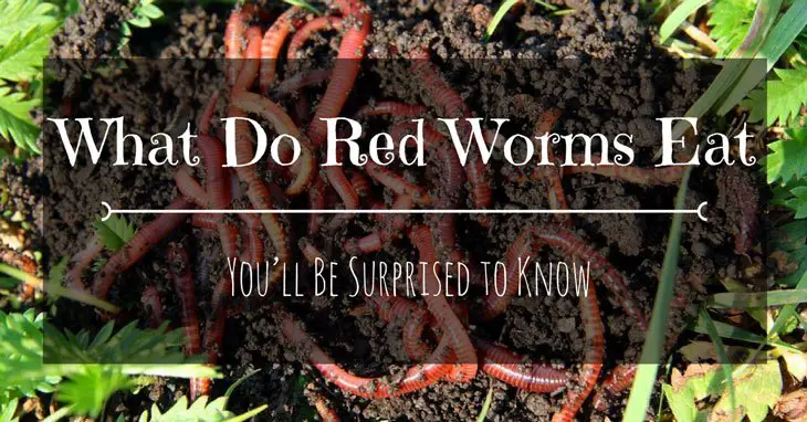 what do red worms eat