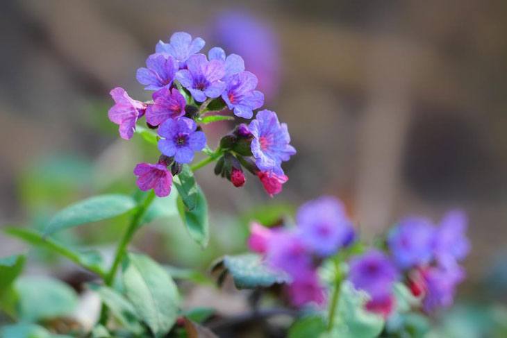Plants for Clay Soil with Poor Drainage Pulmonaria