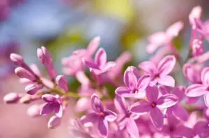 Plants for Clay Soil with Poor Drainage Syringa vulgaris (Lilac)