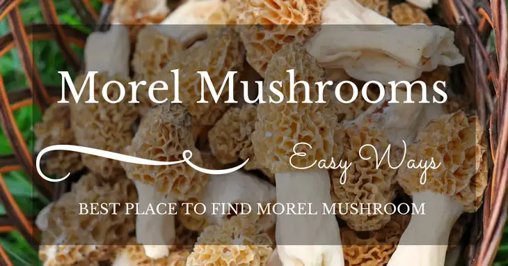 best place to find morel mushrooms