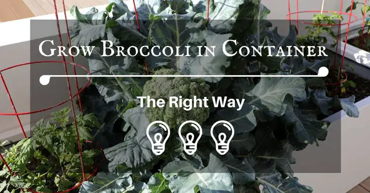 Grow Broccoli in Container