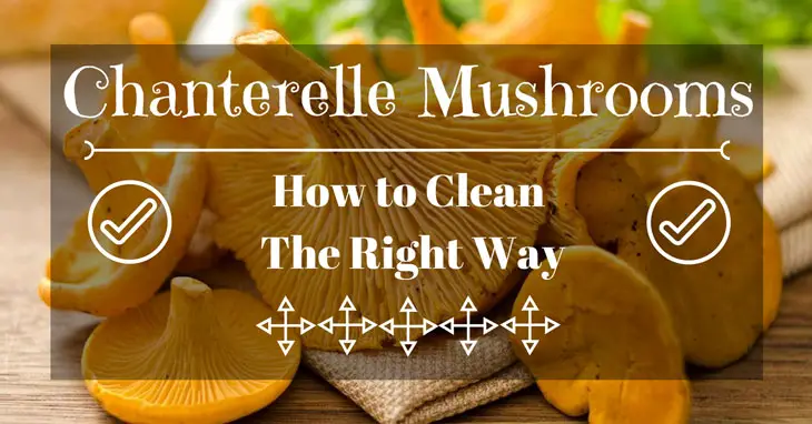 how to clean chanterelles