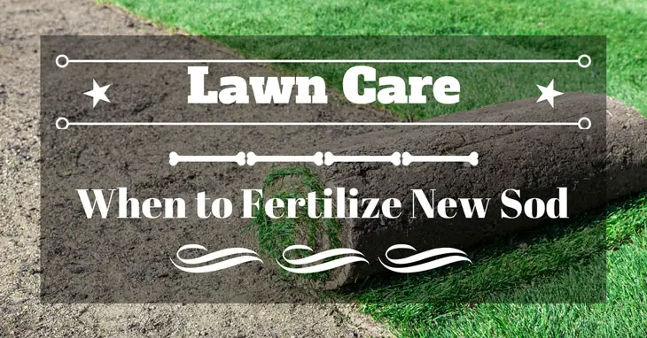 When to Fertilize New Sod