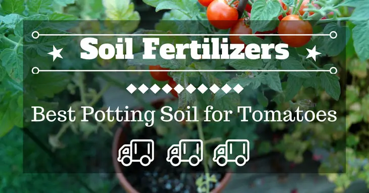 Best Potting Soil for Tomatoes