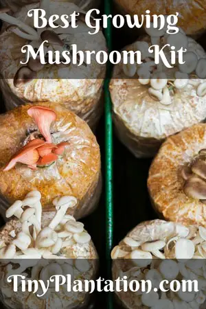Five Best Mushroom Growing Kit Ever 