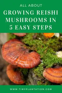 Growing Reishi Mushrooms in 5 Easy Steps