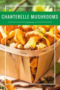How To Grow Chanterelle Mushrooms – The Most Effective Way Possible!