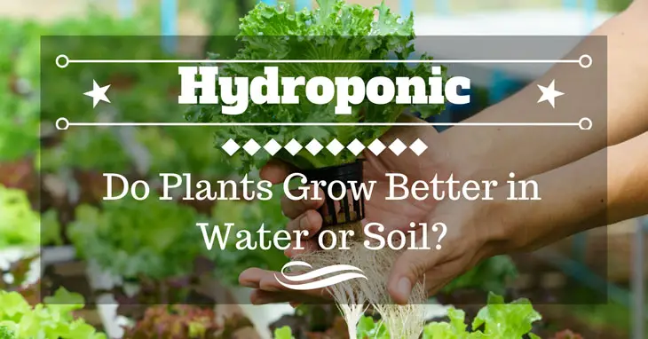 Do Plants Grow Better in Water or Soil?