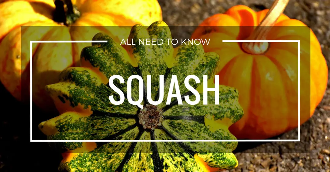 Grow Squash Page