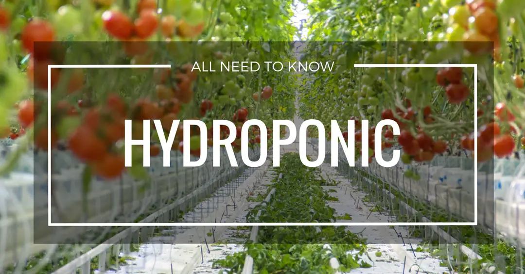 Hydroponic Page