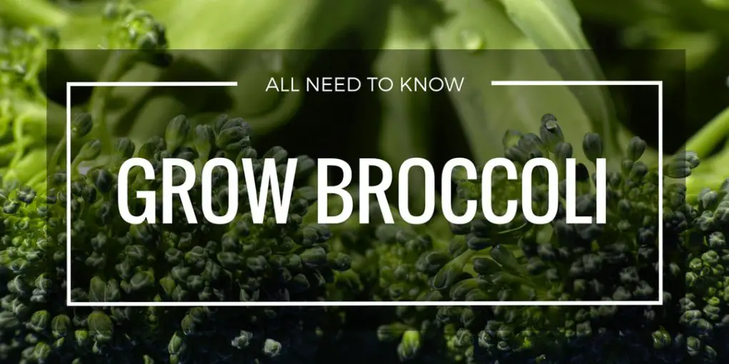 grow broccoli page